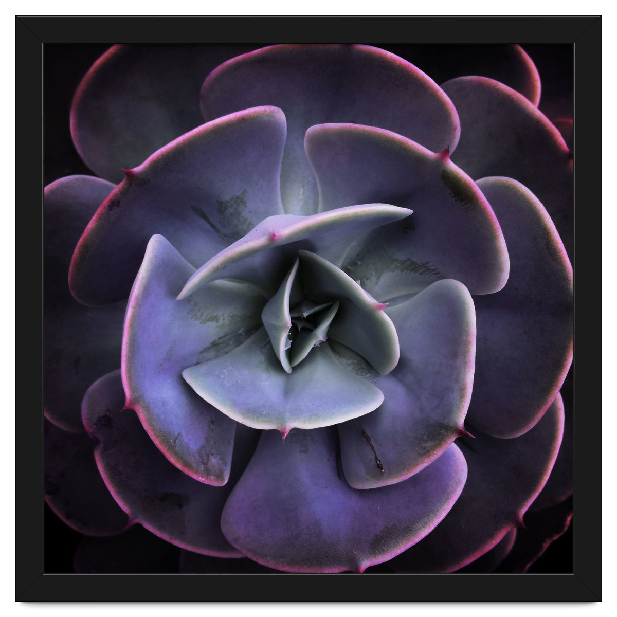 DARKSIDE OF SUCCULENTS VII