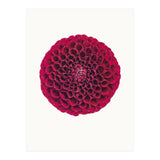 Cc Flower 03 (Print Only) thumbnail