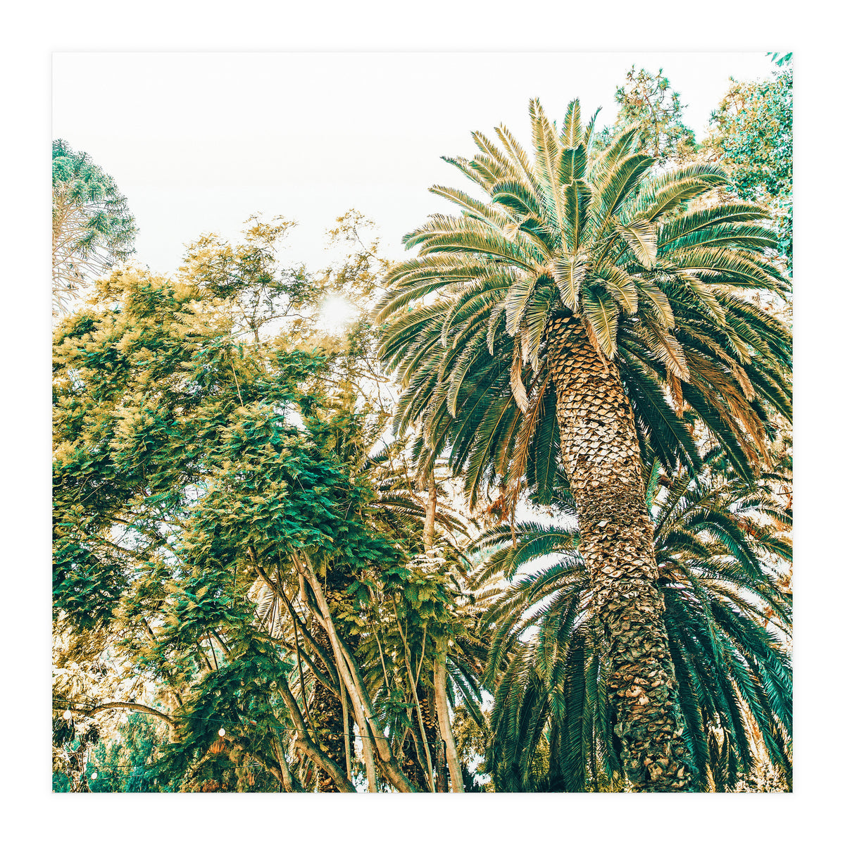 Newport (Print Only)