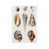 Different types of mollusks illustrated (Print Only) thumbnail
