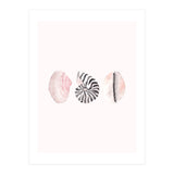 Seashells (Print Only) thumbnail