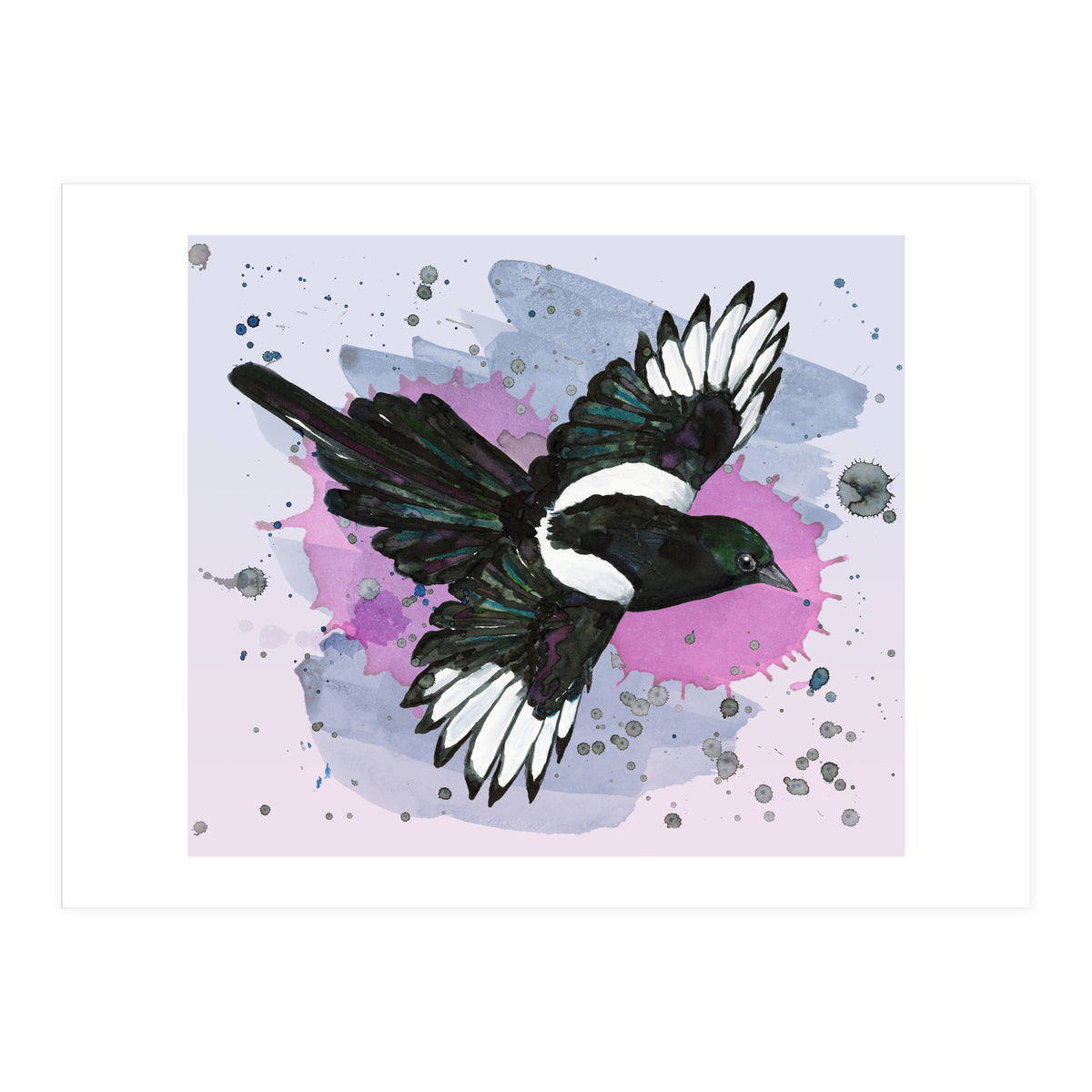 A watercolor drawing of a flying magpie (Print Only)