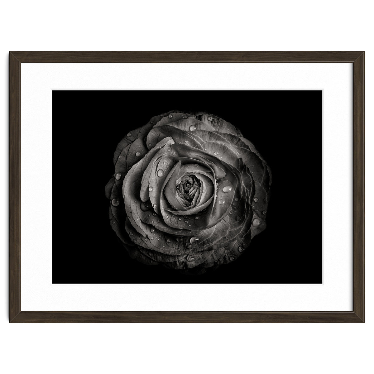 Backyard Flowers In Black And White 72