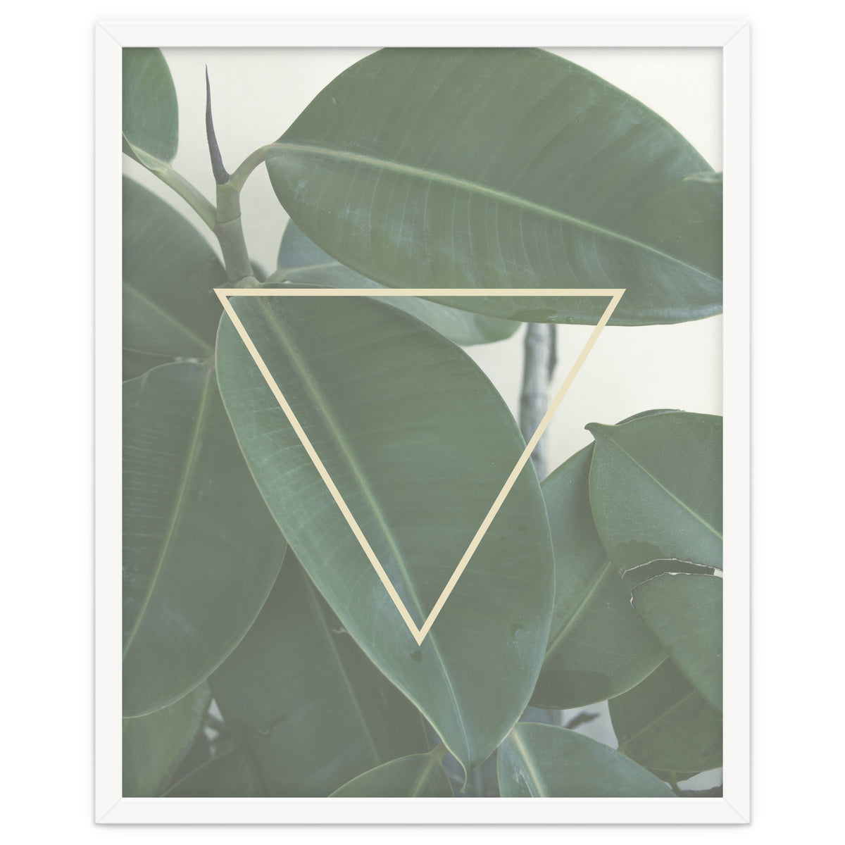 ficus triangle