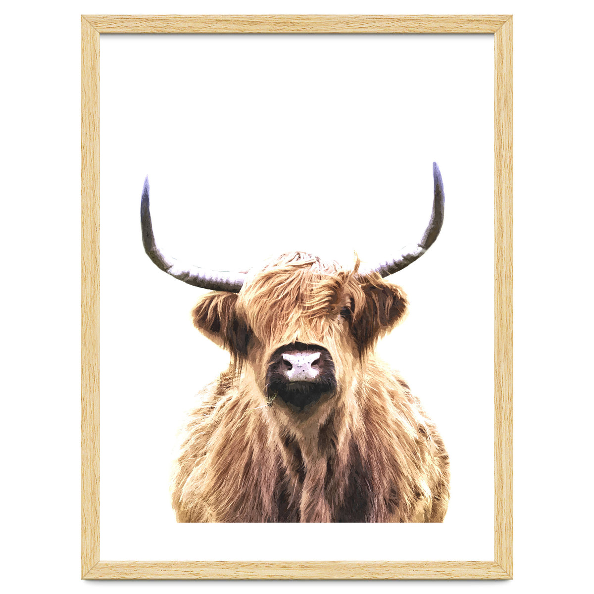 Highland Cow Portrait