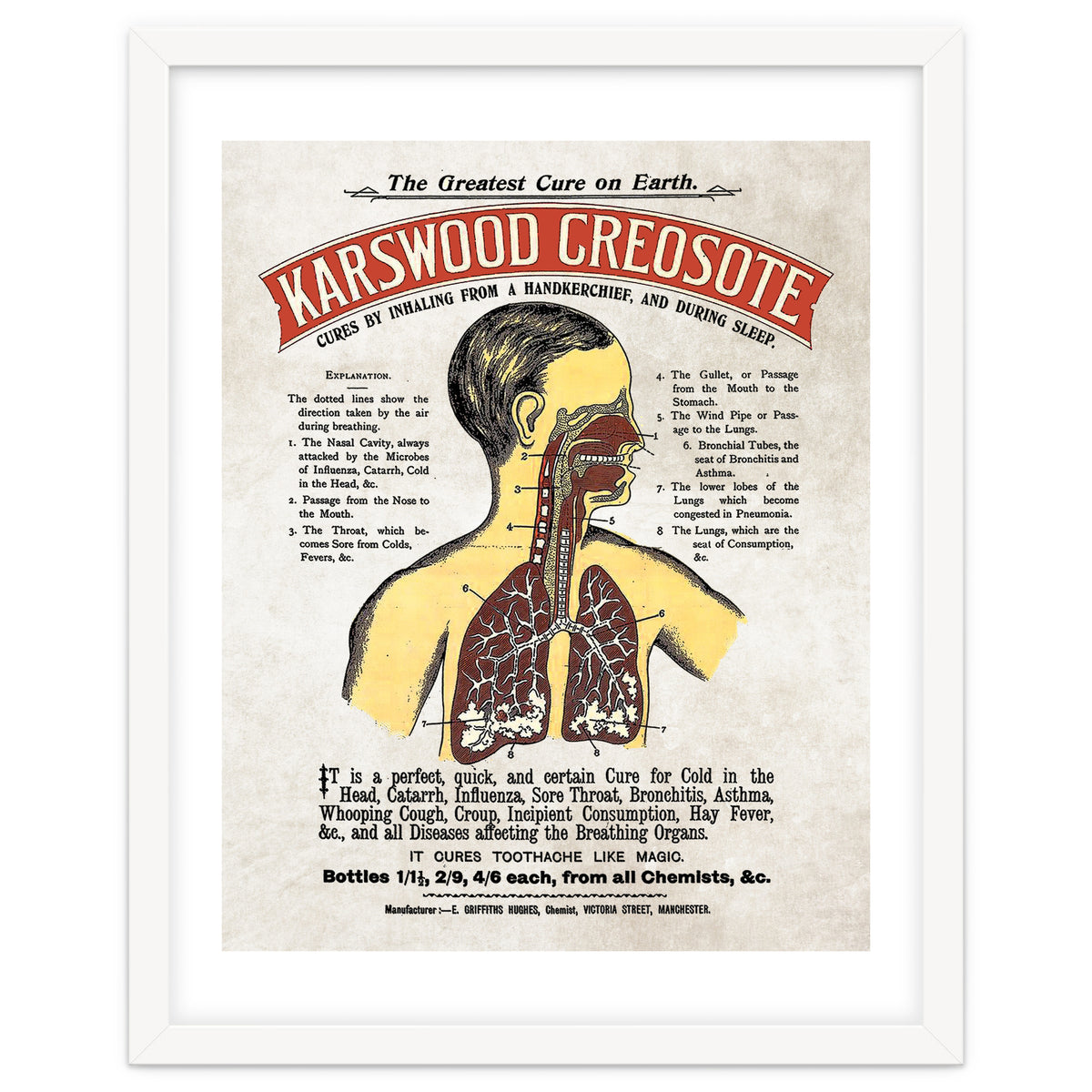 anatomy digestive system poster