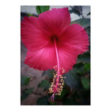 Beautiful Hibiscus Flora (Print Only) thumbnail
