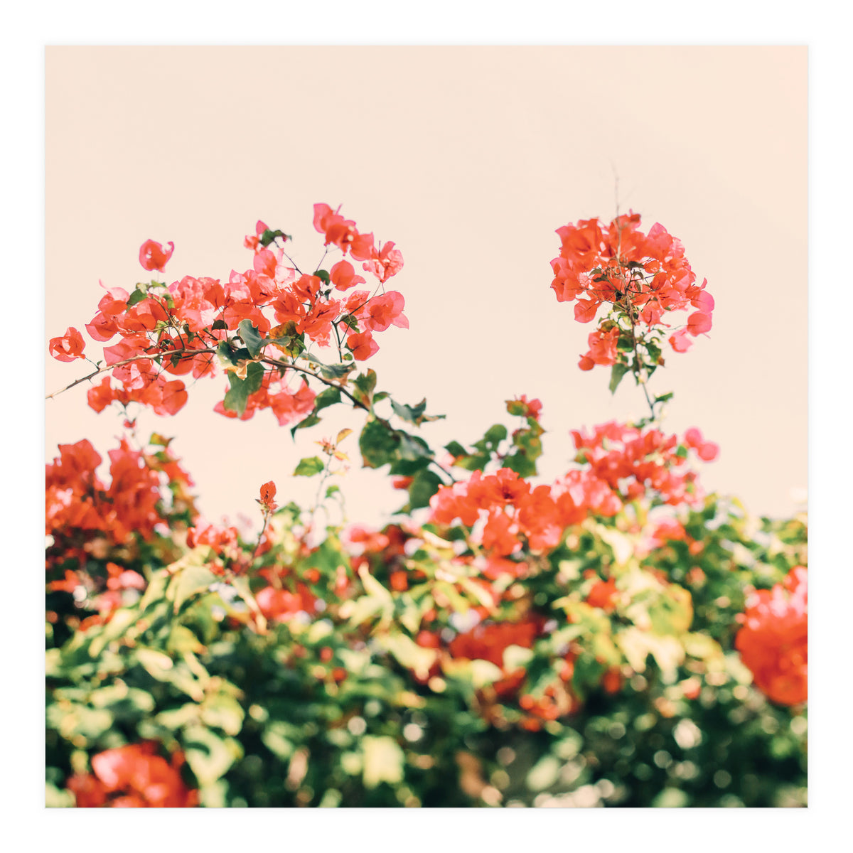 Bouganvillea Dream  (Print Only)