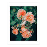 Seasons Blossom (Print Only) thumbnail