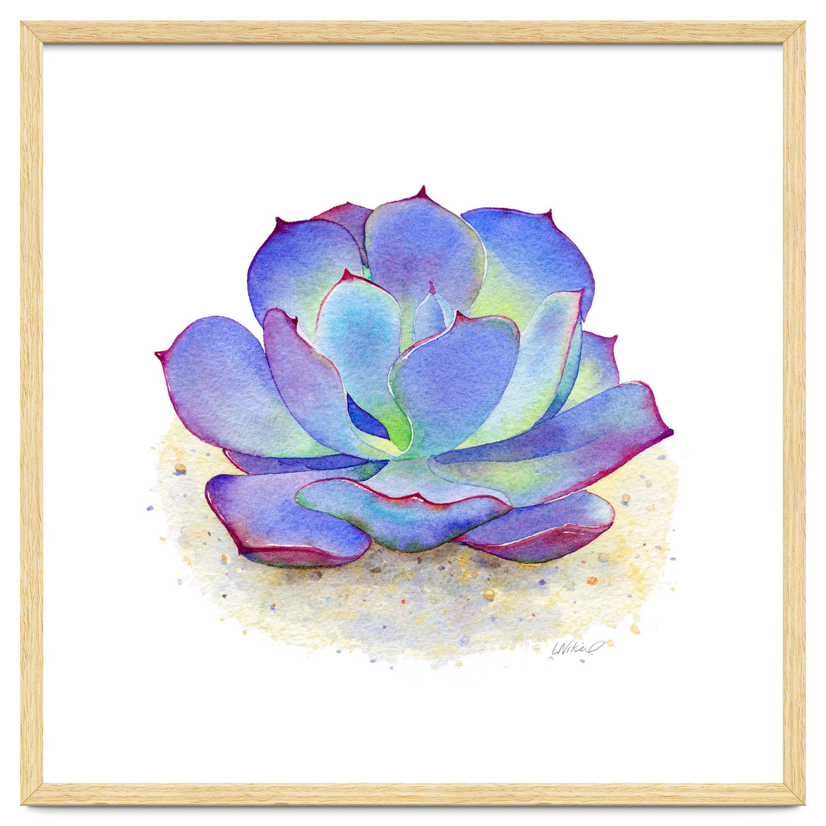 Blue Echeveria Succulent