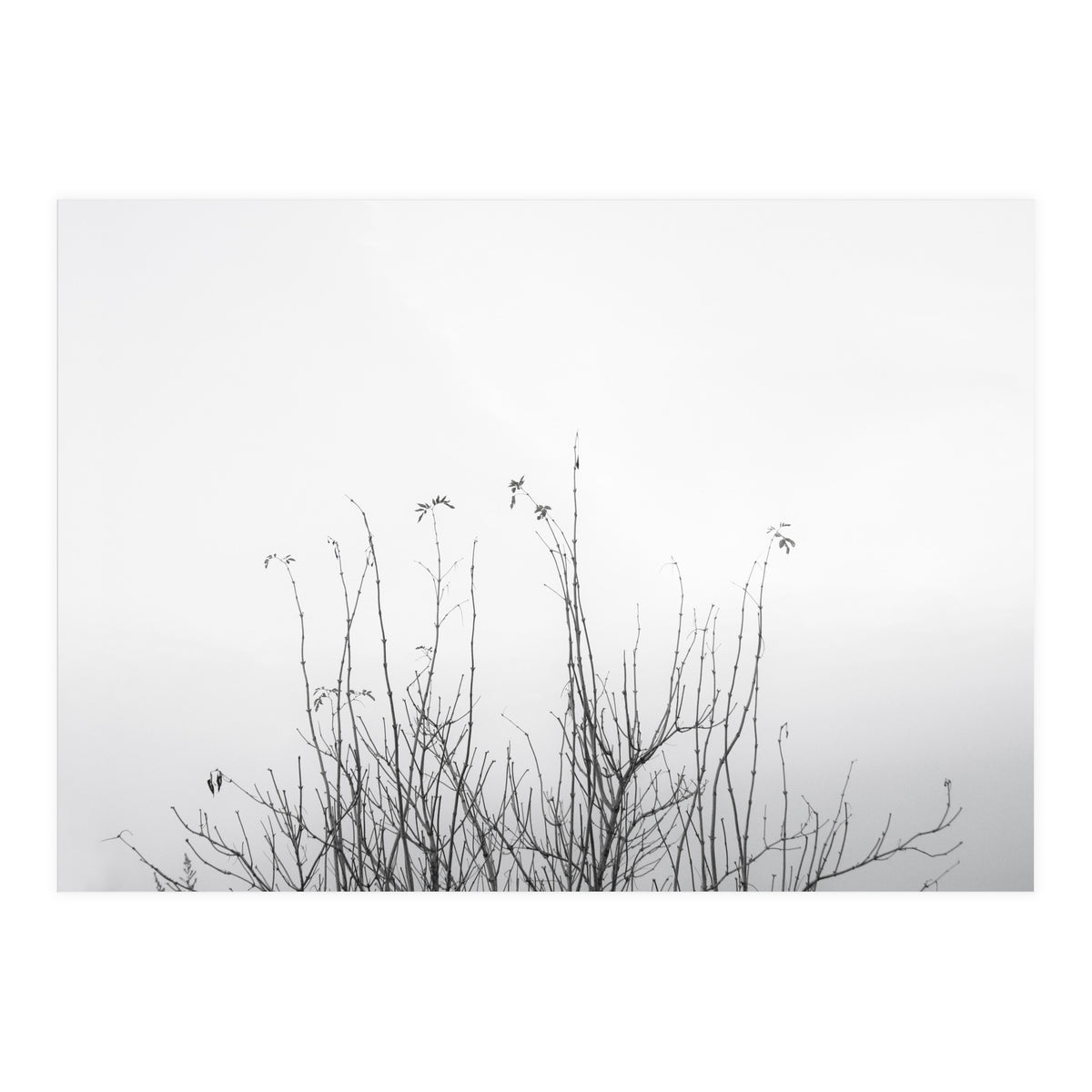 possibly (Print Only)