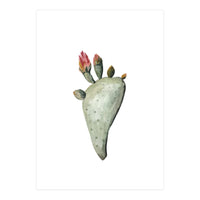 Botanical Illustration Cactus Flowers (Print Only)