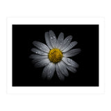 Backyard Flowers No 16 Color Version (Print Only) thumbnail