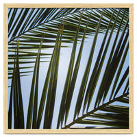 palm fronds