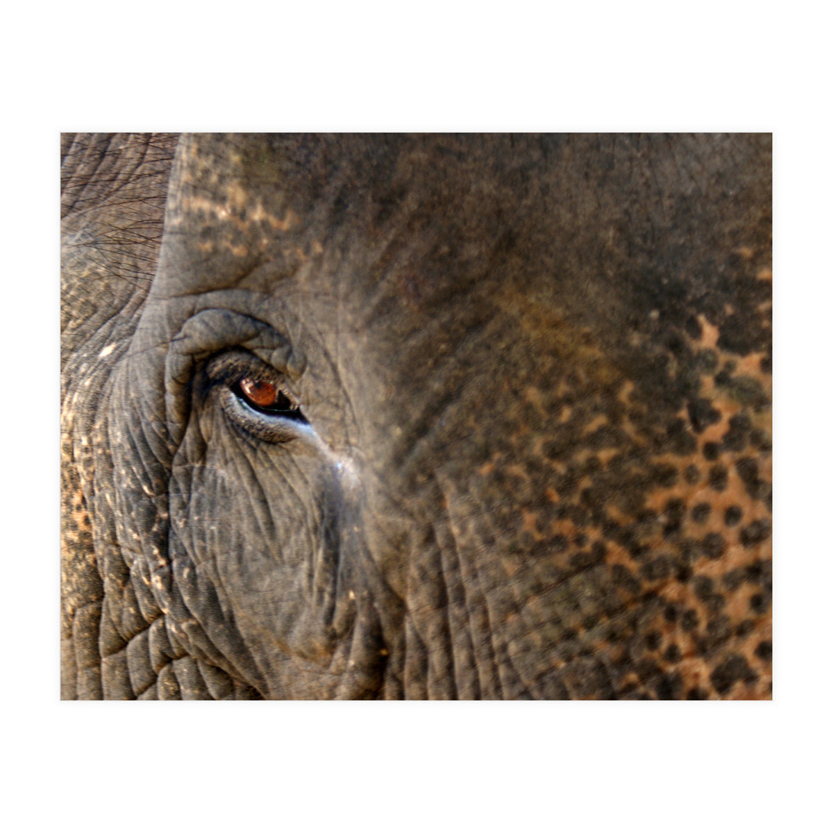 Face To Face - Elephant eye (Print Only)