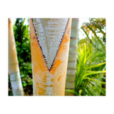 Palm V (Print Only) thumbnail