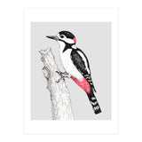 Great spotted woodpecker (Print Only) thumbnail