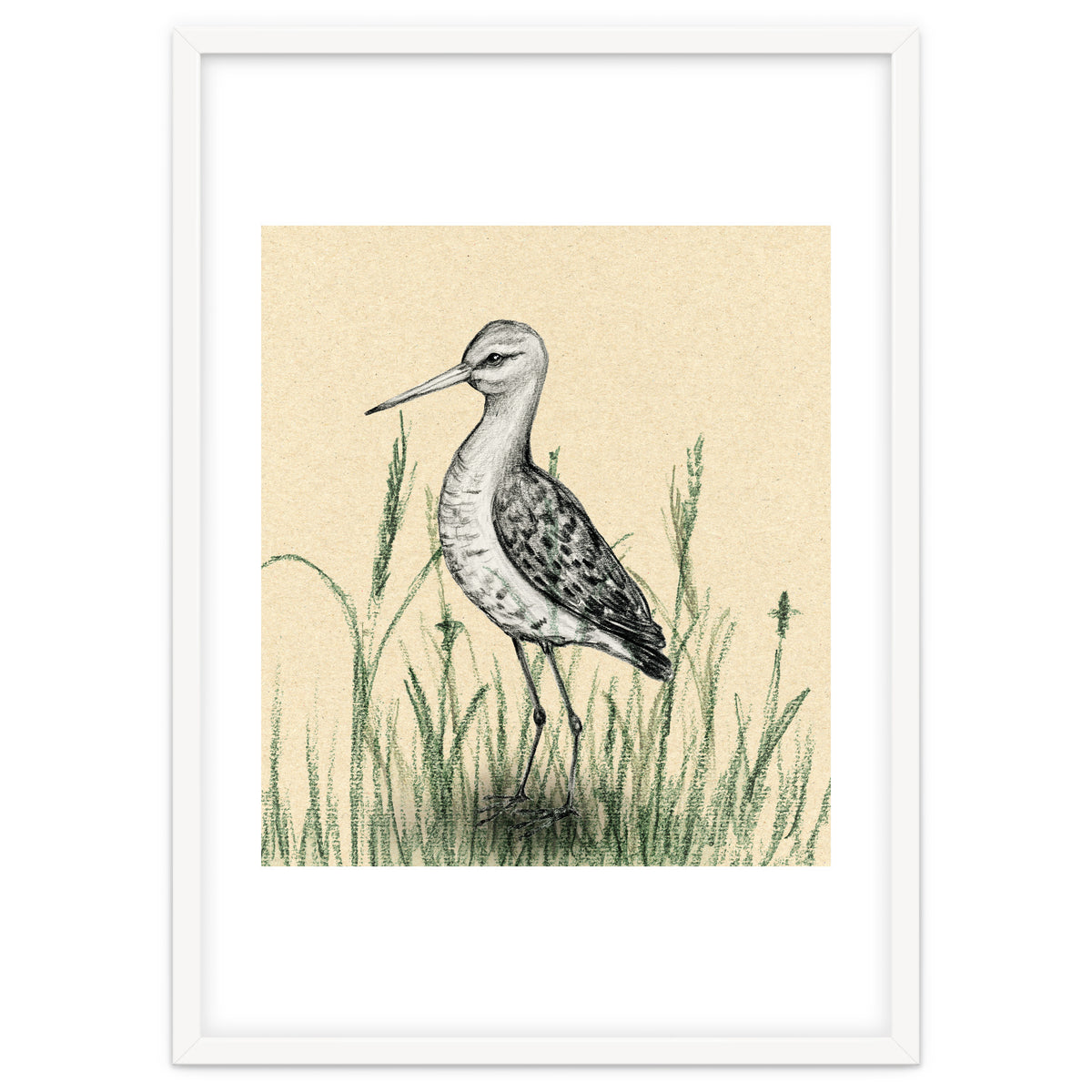 Black-tailed godwit in the grass