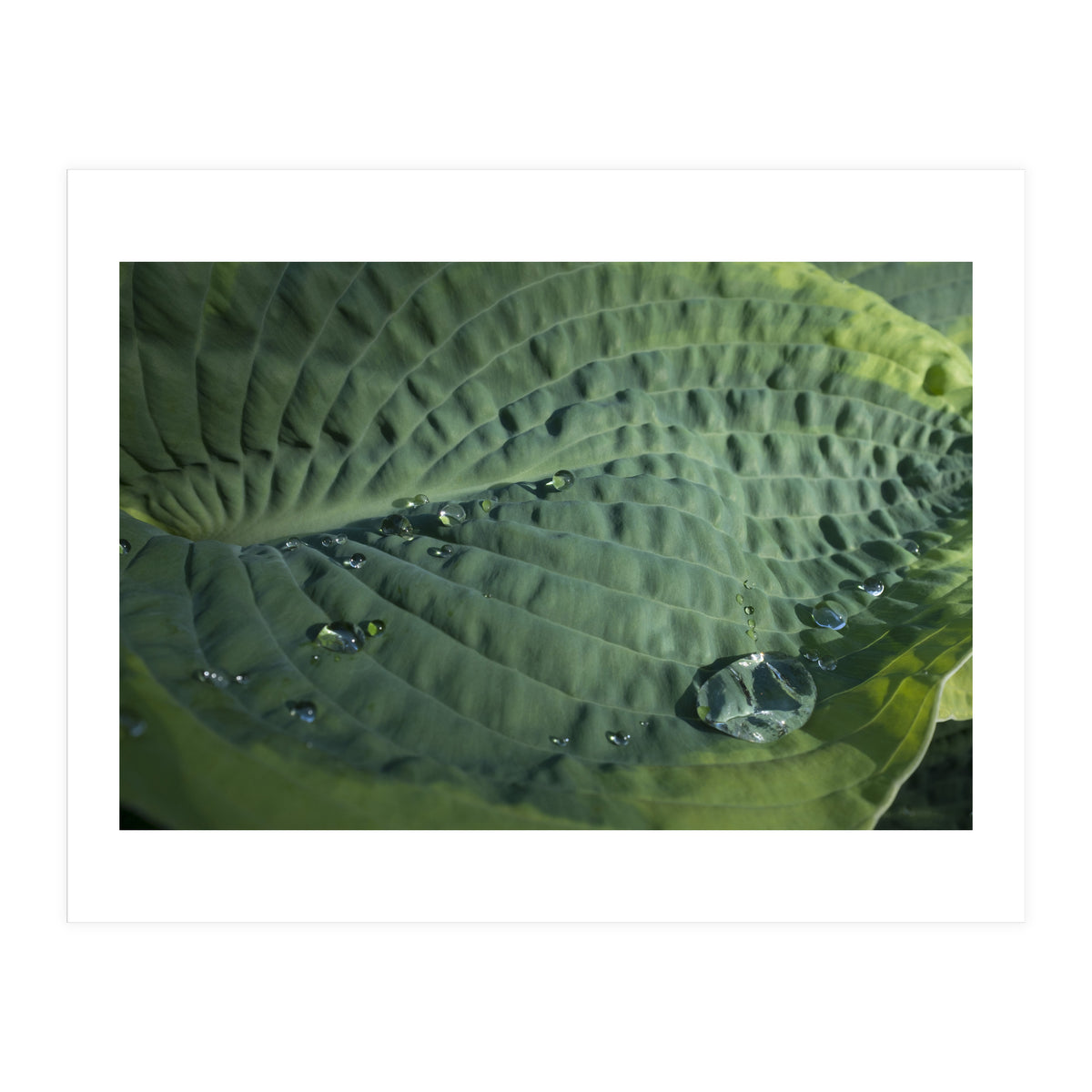Hosta With Raindrops (Print Only)