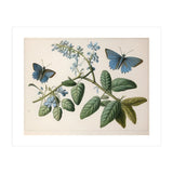Butterflies Vintage Illustration (Print Only) thumbnail