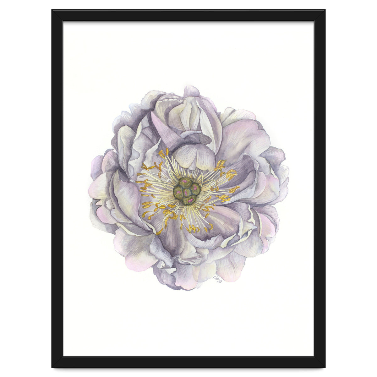 A Peony In Grey Std