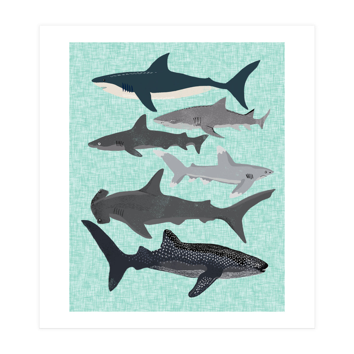 Sharks (Print Only)