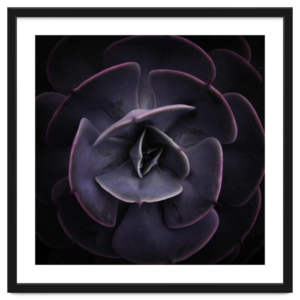 DARKSIDE OF SUCCULENTS VIII