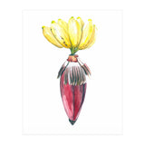 Botanical Illustration Banana (Print Only) thumbnail
