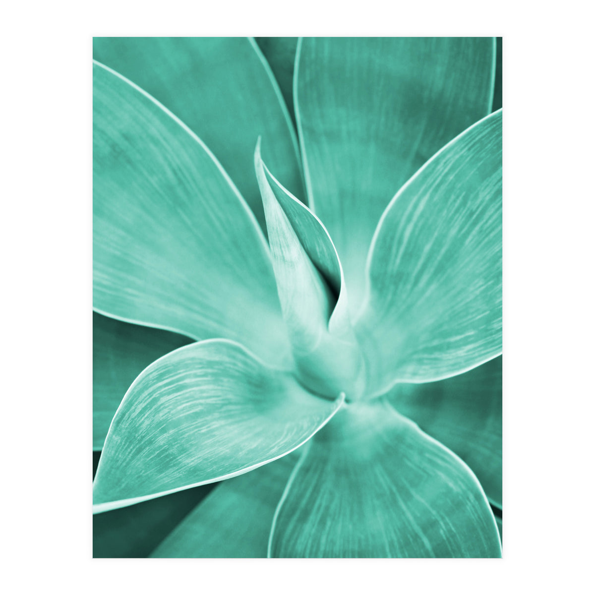 Agave (Print Only)