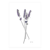 Lavender (Print Only) thumbnail