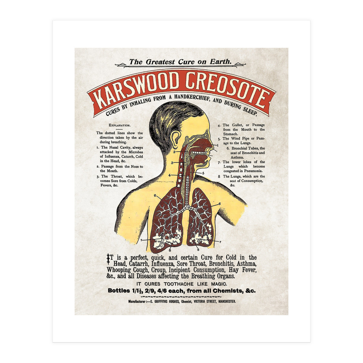 anatomy digestive system poster (Print Only)
