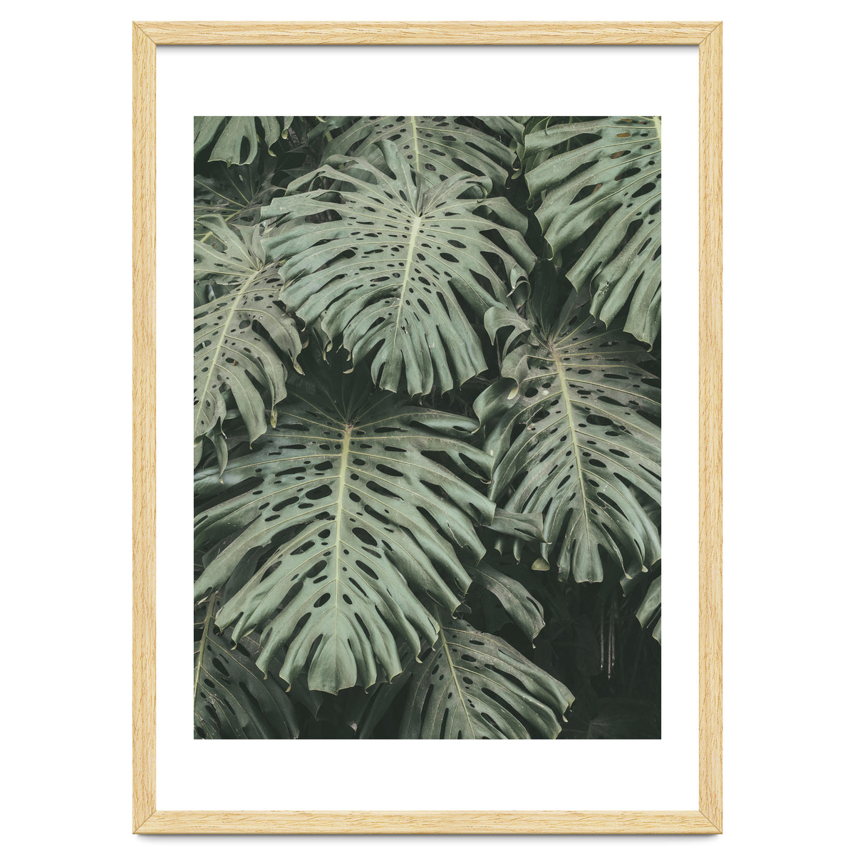 MONSTERA LEAVES