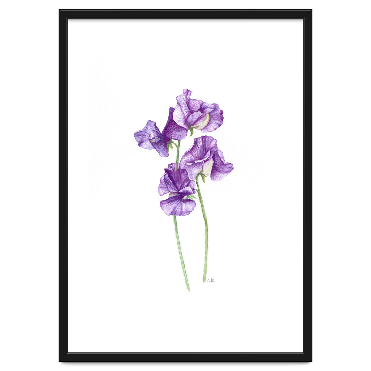 A Purple Posy Of Sweet Peas