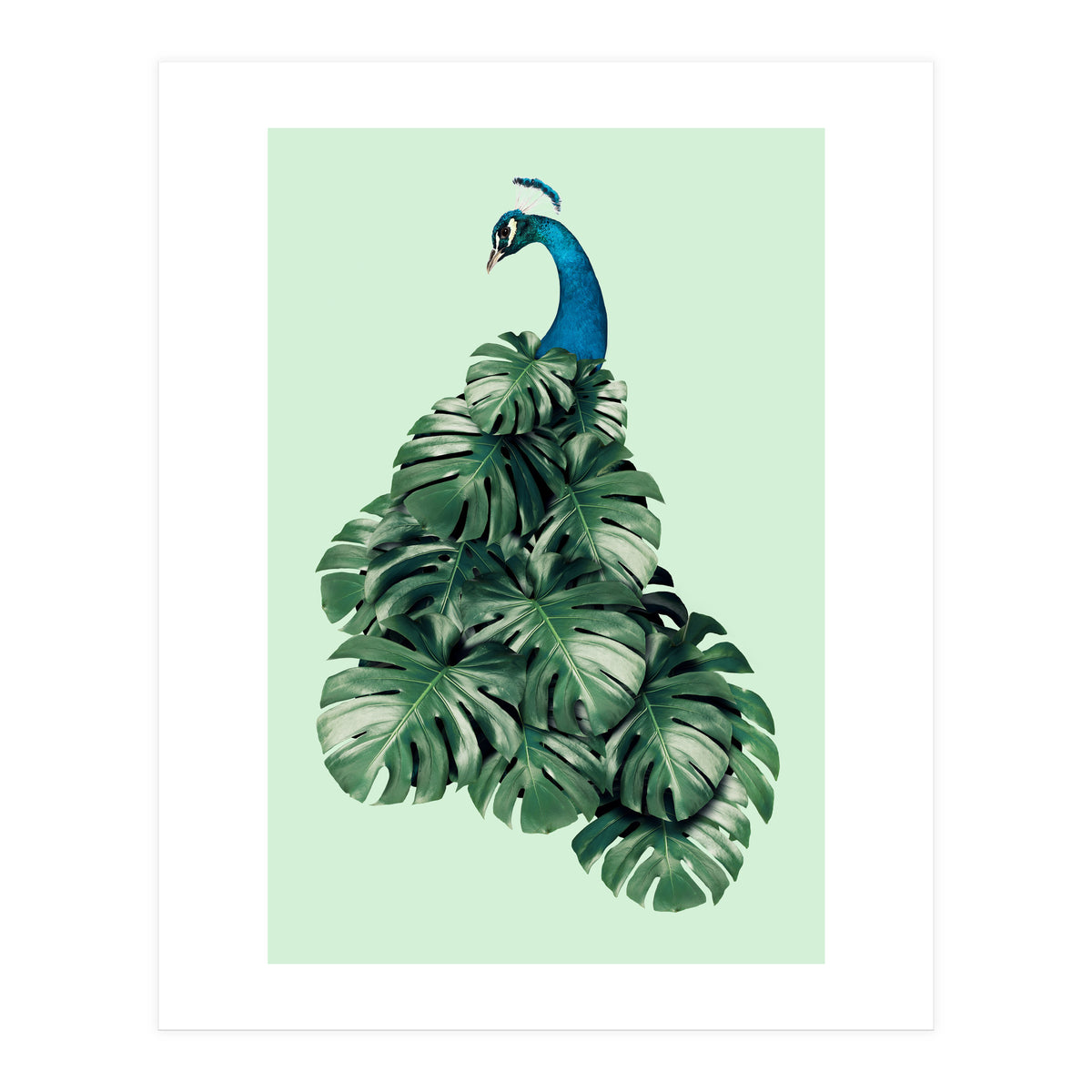 Monstera Bird (Print Only)