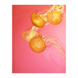 Jelly #3  (Print Only) thumbnail