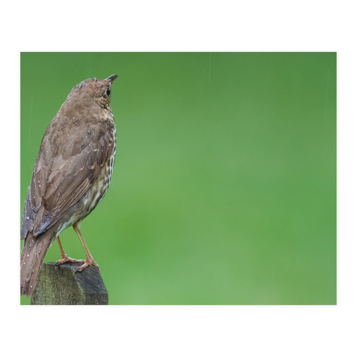 Watching the rain (Print Only)