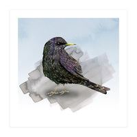 A watercolor drawing of a starling (Print Only)