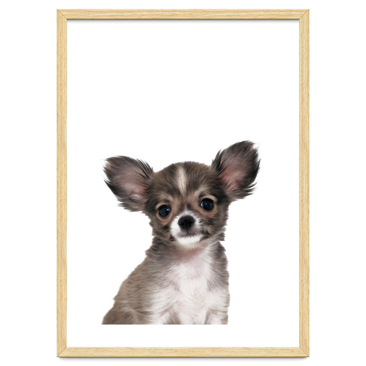 Chihuahua