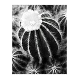 Cactus (Print Only) thumbnail
