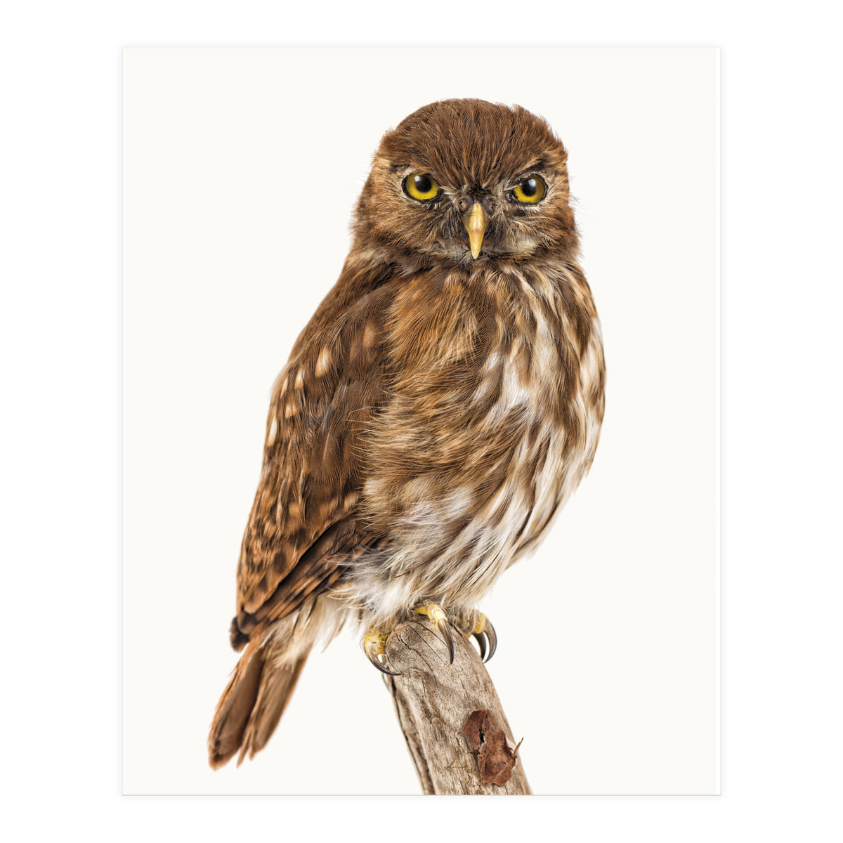 Cc Birds 10 (Print Only)