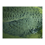 Hosta With Raindrops (Print Only) thumbnail