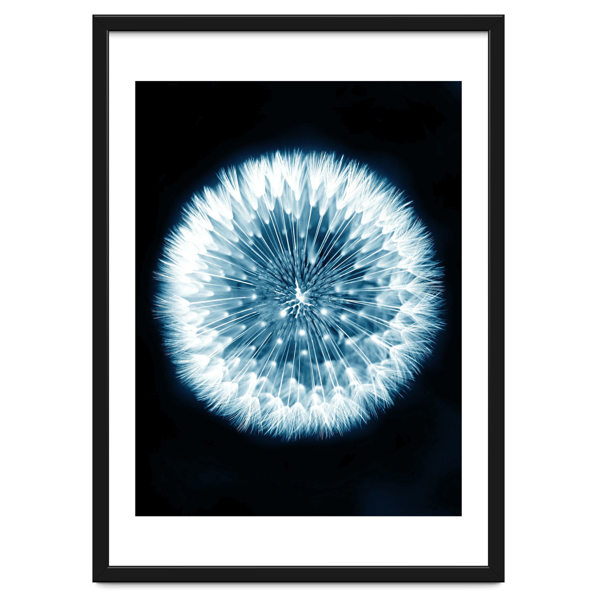 Taraxacum Officinale