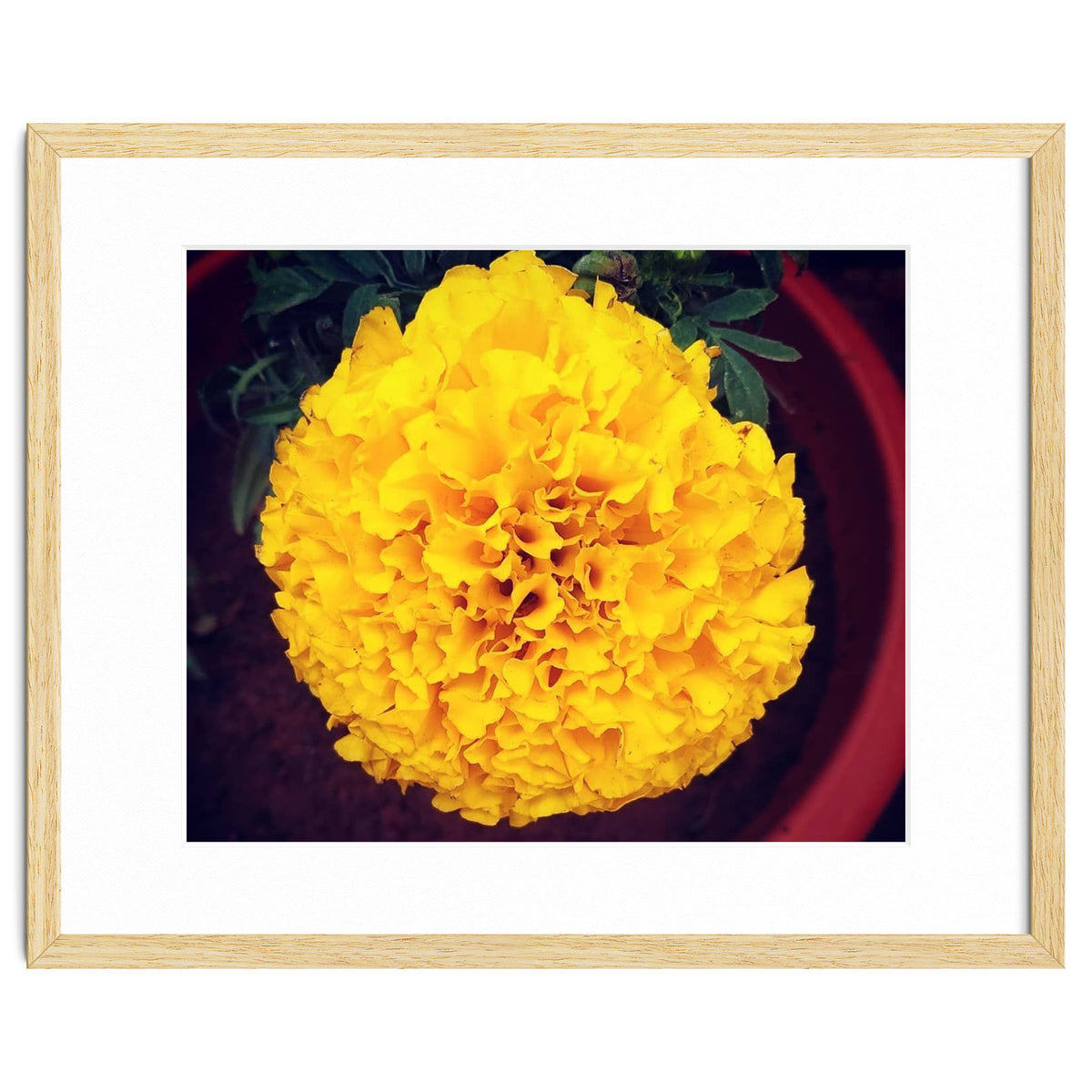 Yellow Chrysanthemum