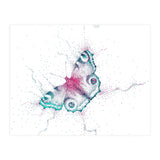 Peacock Butterfly (Print Only) thumbnail