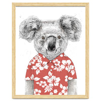 Summer Koala