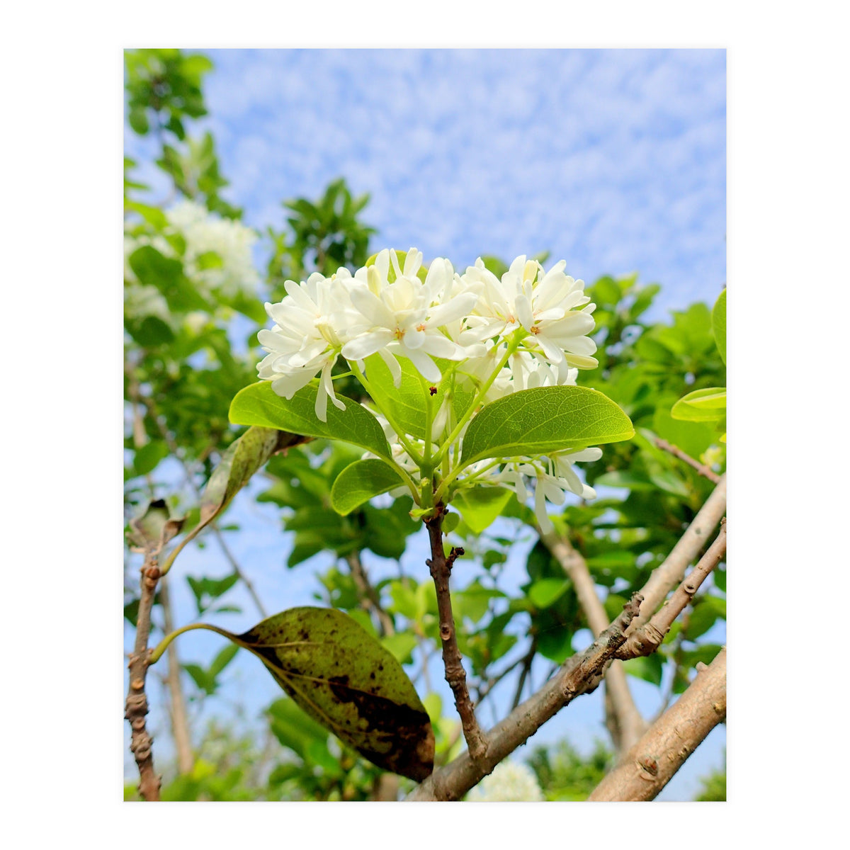 Glowing  (Print Only)