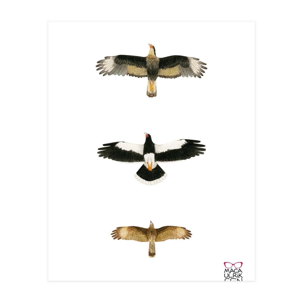 Falconidae n.2 (Print Only)