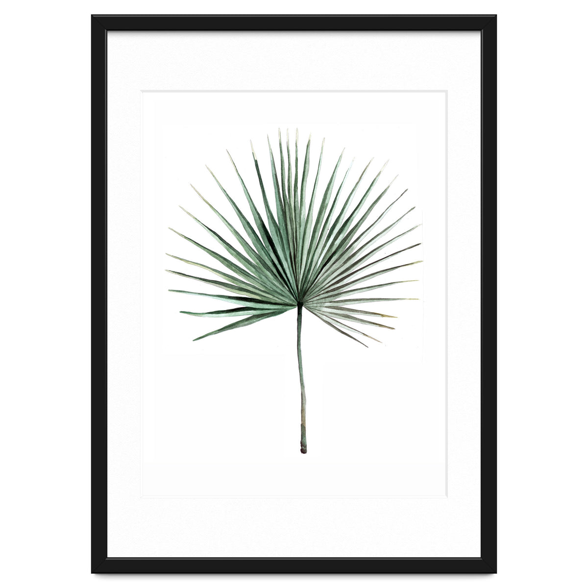 Botanical Illustration Fanpalm