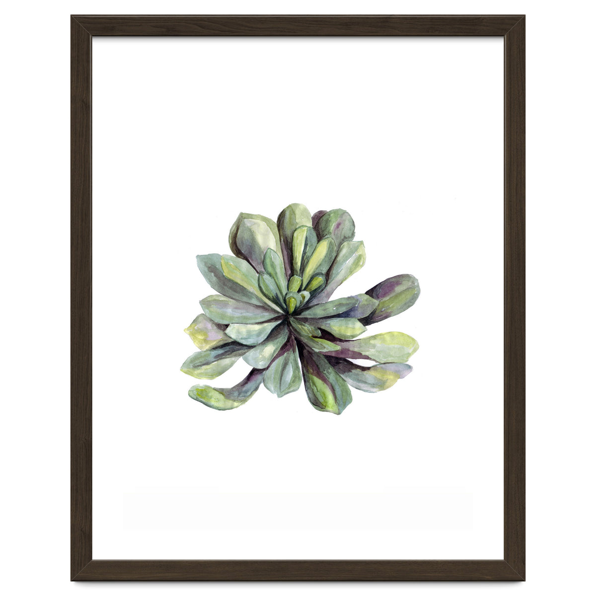 Botanical Illustration Succulent