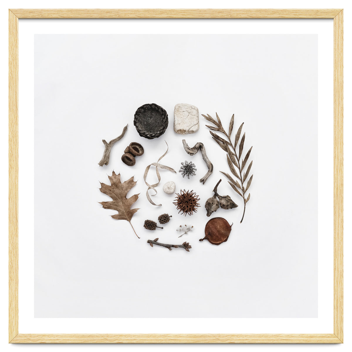 Treasures From Nature No. 2 - Square